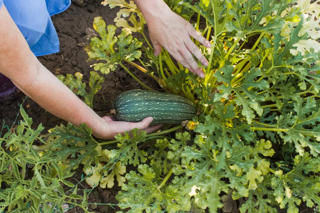 Comment arroser correctement des courgettes dans un jardin ?