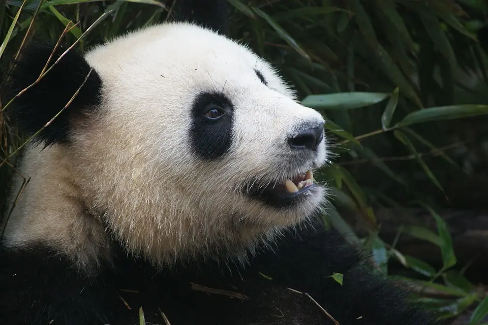Naissance de pandas au zoo de Beauval : une première en France